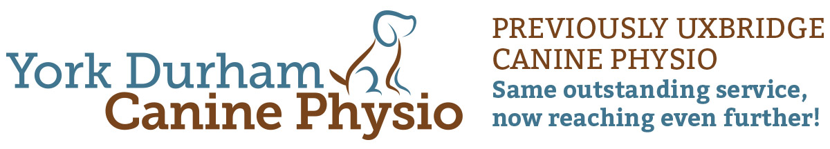 Helping your dog live life to the fullest